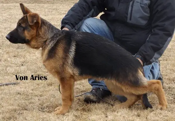 von aries german shepherds