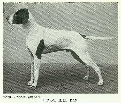 Broom Hill Dan