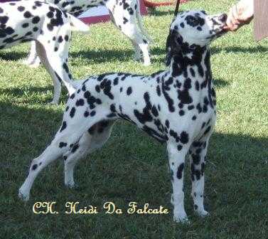 Heidi do Falcate