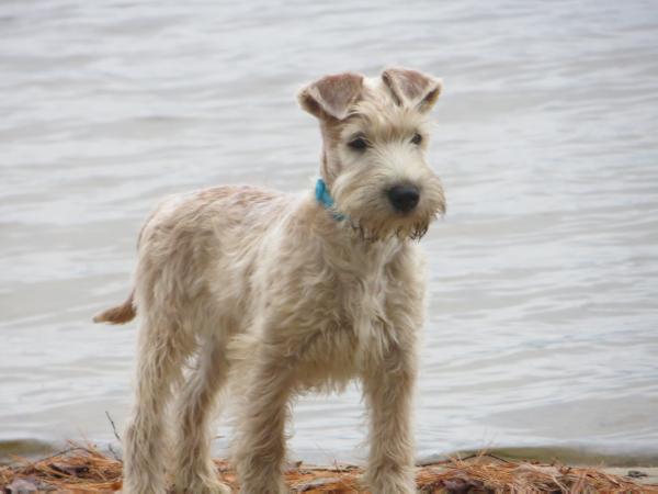 Cooper z Trziste