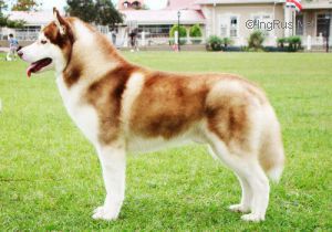 Kristari's Duke Of Lancelot