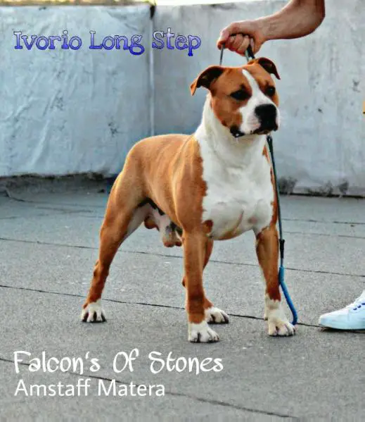 Long shop step amstaff