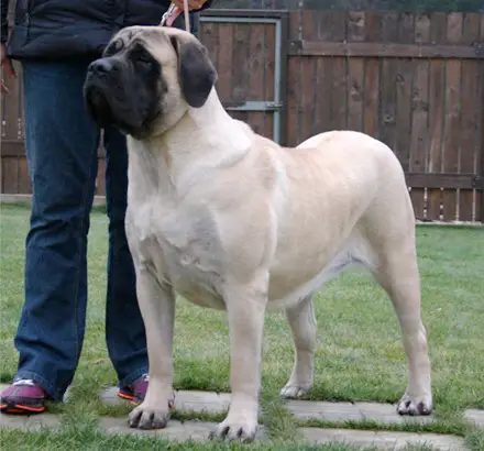 MASTIFF HILL EXPENSIVE THING
