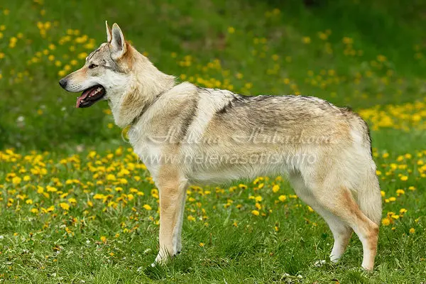 Crying Wolf Wolfy