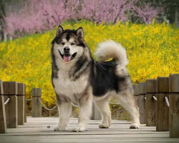 Snowlion malamutes shop