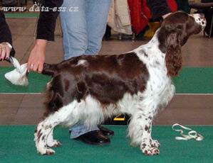 BARECHO RARE DIAMOND