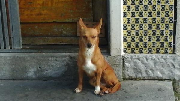 Cassie