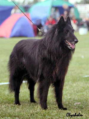 Jack Černý Habakuk