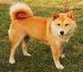 Pavlik's Taketoyo