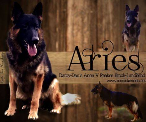 darby dan german shepherds