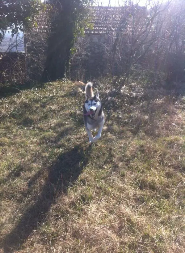 Forest guard Astor