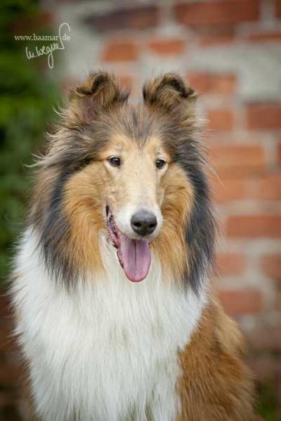 Tapestry's Immortal Lady Zoe' Of Birchwood