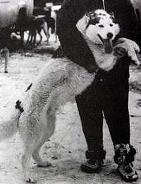 Alaskan’s Astro Of Anadyr