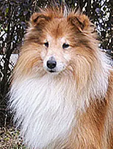 Snabswood Status Symbol