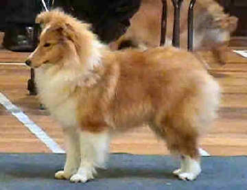 Degallo Legally Blonde
