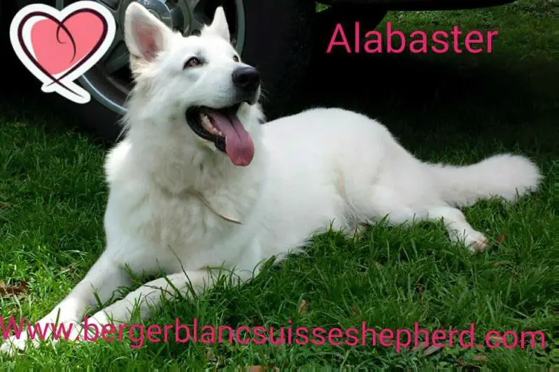 Alabaster of Avalanche Kennel