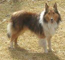 SAMMIE SIOUX PANKONIN FARM