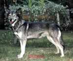 Howling Spirit's Jasmine