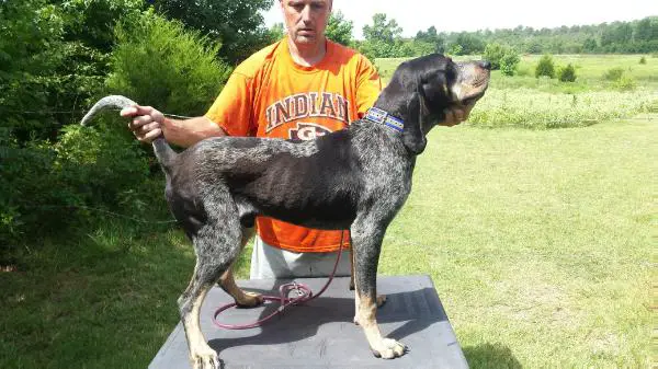 Western World Blue Coon Nitro