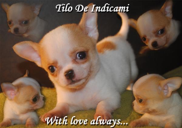 Tilo De Indicami