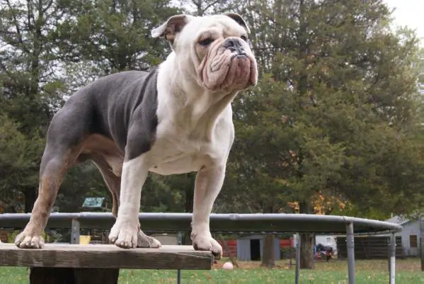 Old english bulldog best sale scarface