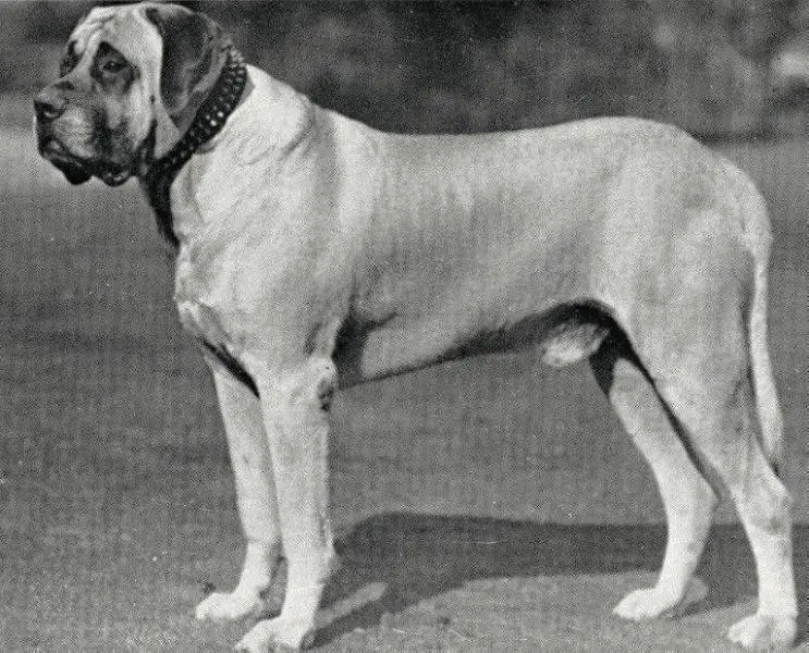 Joseph of Hellingly (Late Joseph of Studland)