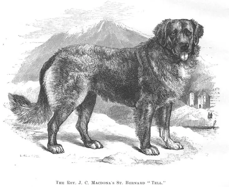 Tell (c.1878) [Rev. J. C. Macdona's]