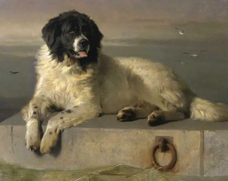 A Distinguised Member of the Humane Society