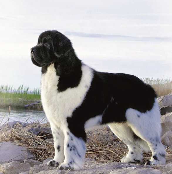 Pawsinn Threeponds Lancelot