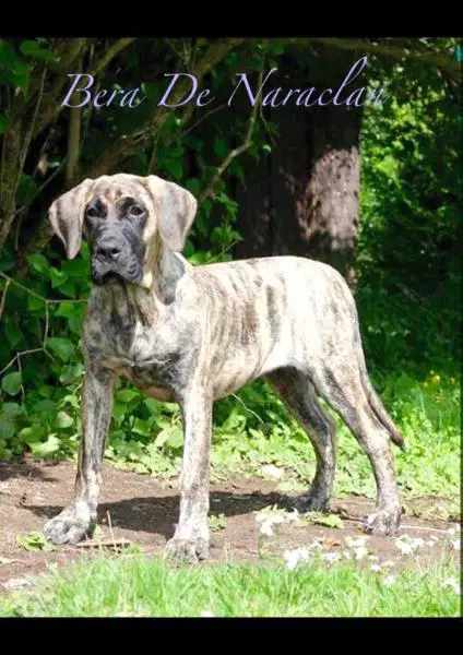Bera de Naraclan