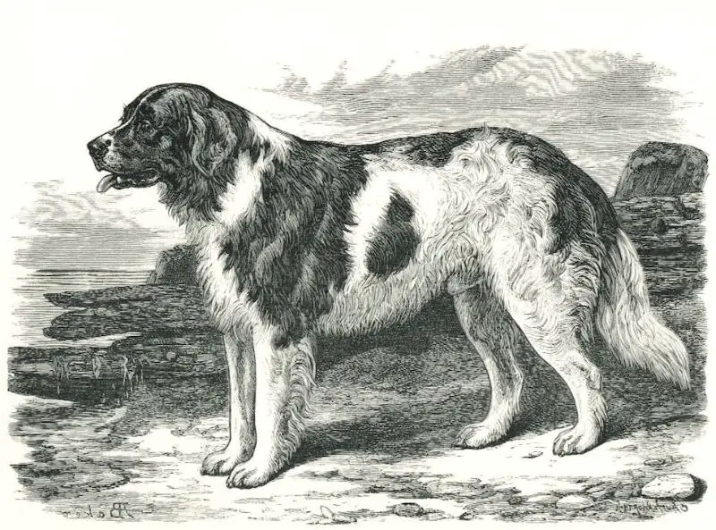 Prince Charlie (c.1886) [Mr. Ford Bagnall's] {Landseer}