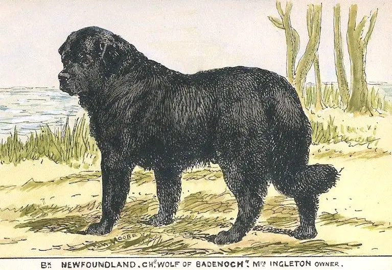 Wolf of Babenoch [Mrs Ingleton's]