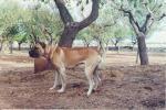 Saddam (1990)(AG94L2891)