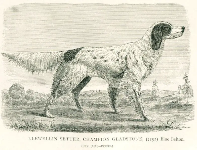 Gladstone (1876) 113 v1 (7152)