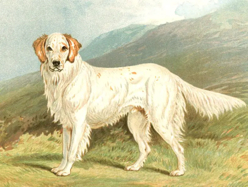Ranger III (c.1881) [Rev. J. C. Macdona]