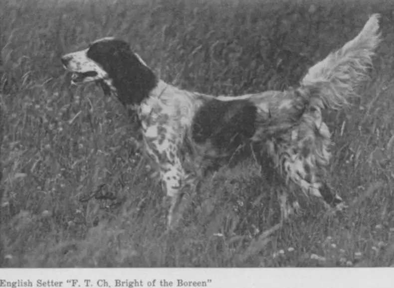 Bright of the Boreen