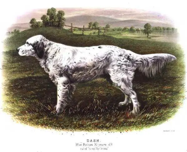 Dash 2nd (18??) 1341 (Old Blue Dash) (Pinkerton's)