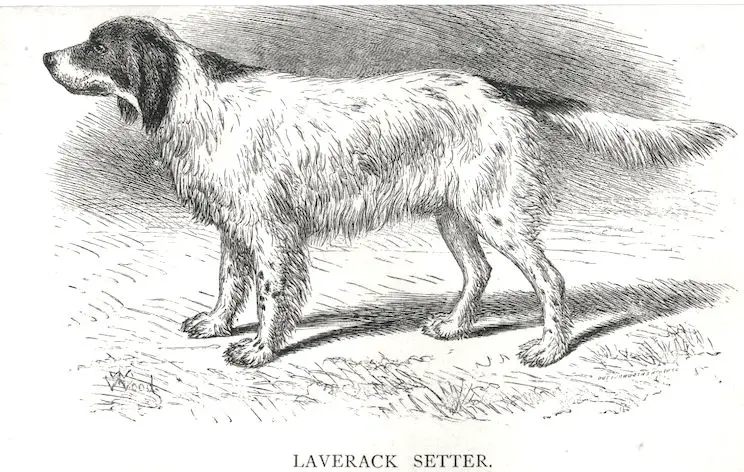 Sam [Mr. Wardlaw Reid's]