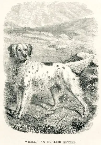 Roll (1864) 1426 [Jone's]