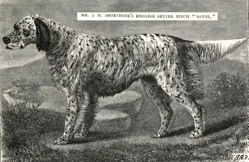 Novel (1877) KCSB 009153