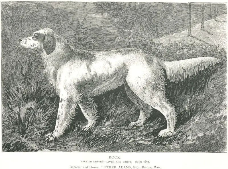 Rock (1872) [Luther Adam's Esq's]