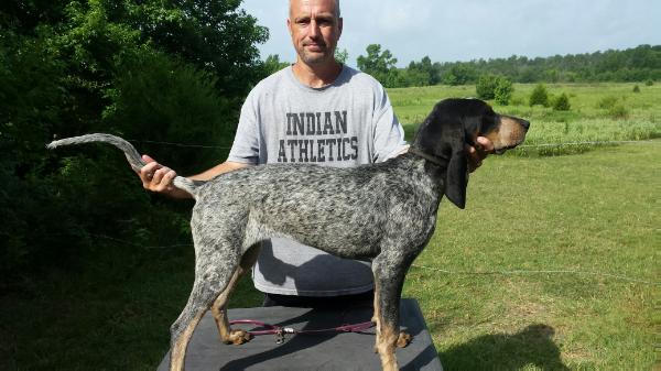 Western World Coon Queen Dot
