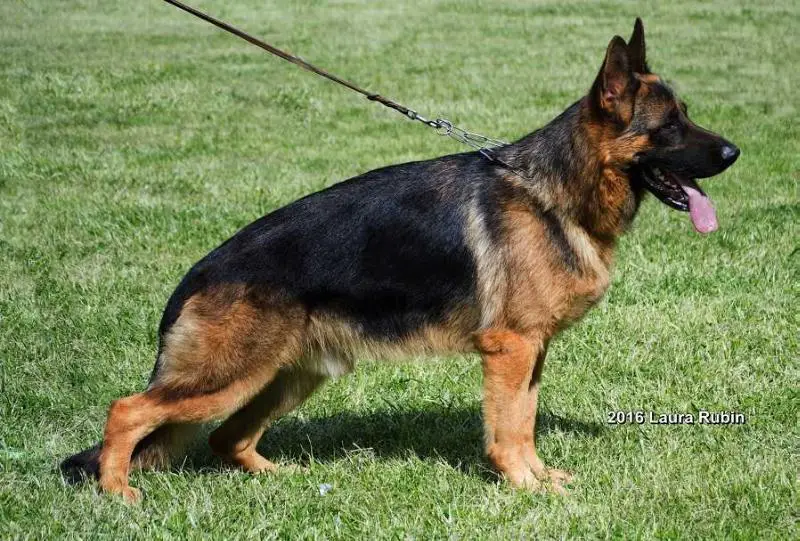 spanish german shepherd