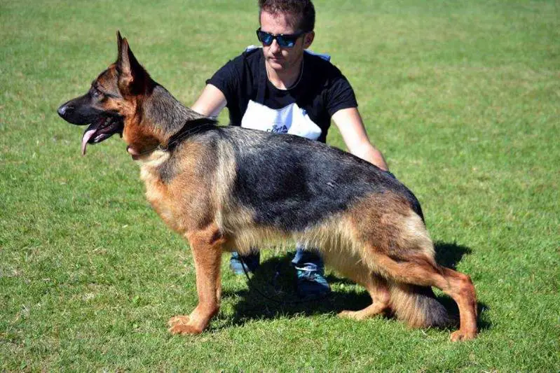 spanish german shepherd