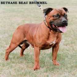 Bethane Beau Brummell