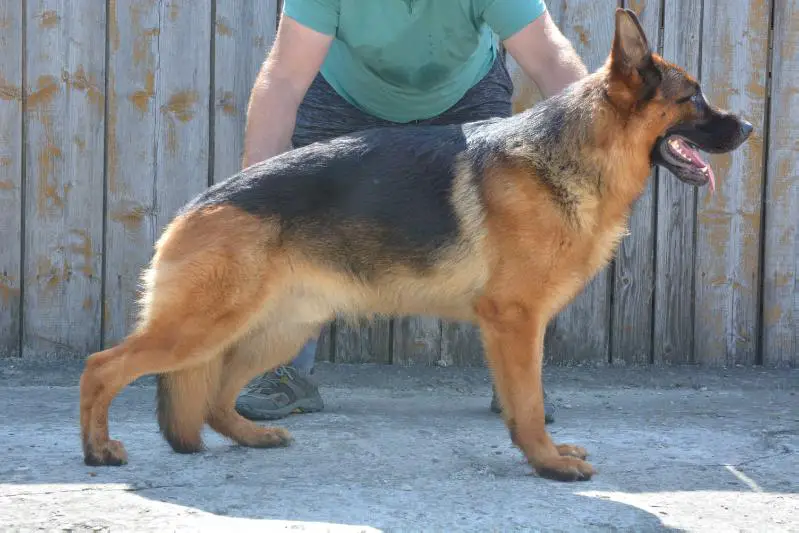Messi Von Haus Stoica