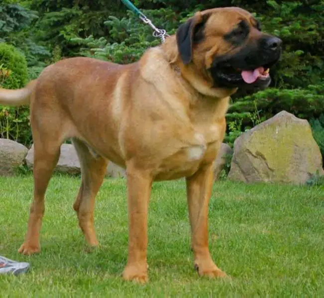 BAXTER od Sku.piewskiego