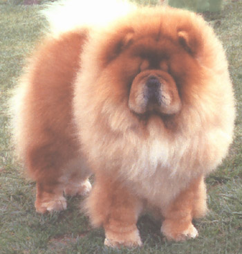 Barjo's Notorious (Tory)