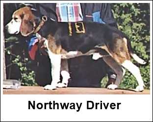 northway beagles for sale