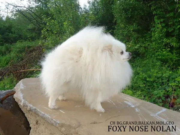 Foxy Nose Nolan